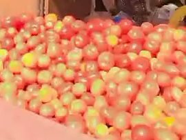 Tomato